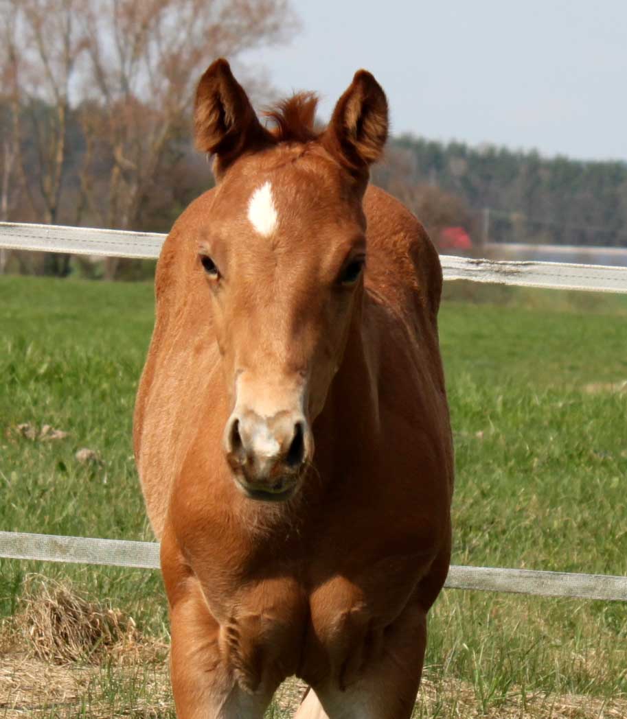 Der Markt für Westernpferde in Europa