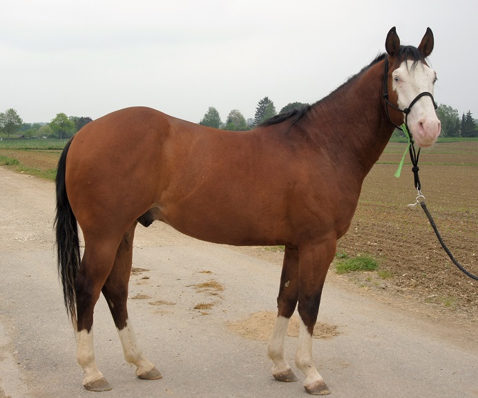 Der Markt für Westernpferde in Europa