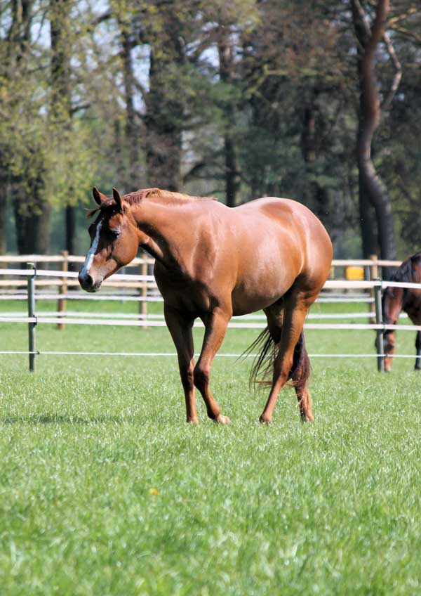 Der Markt für Westernpferde in Europa