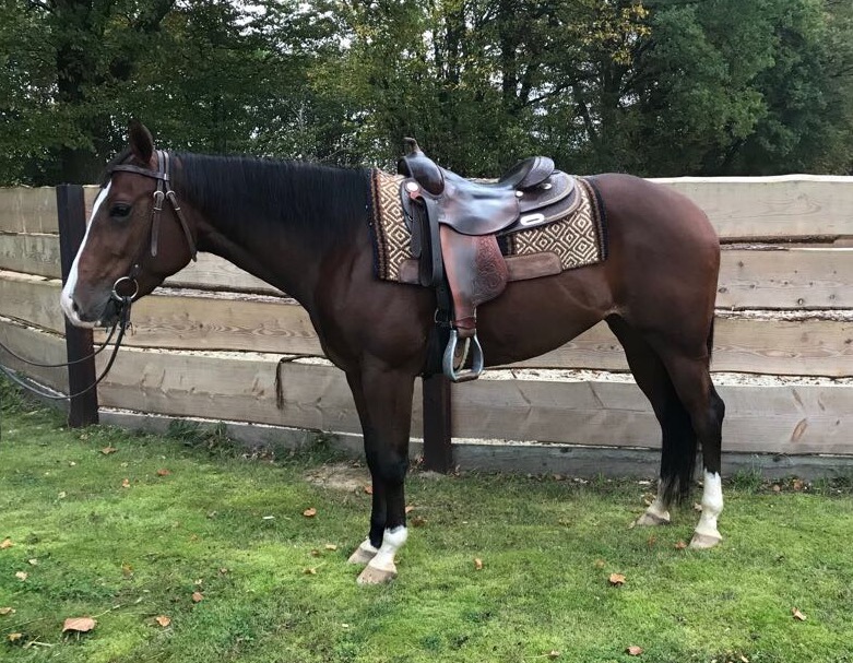 Der Markt für Westernpferde in Europa