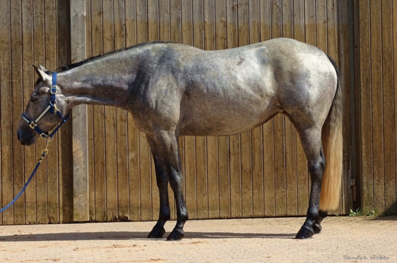 Der Markt für Westernpferde in Europa