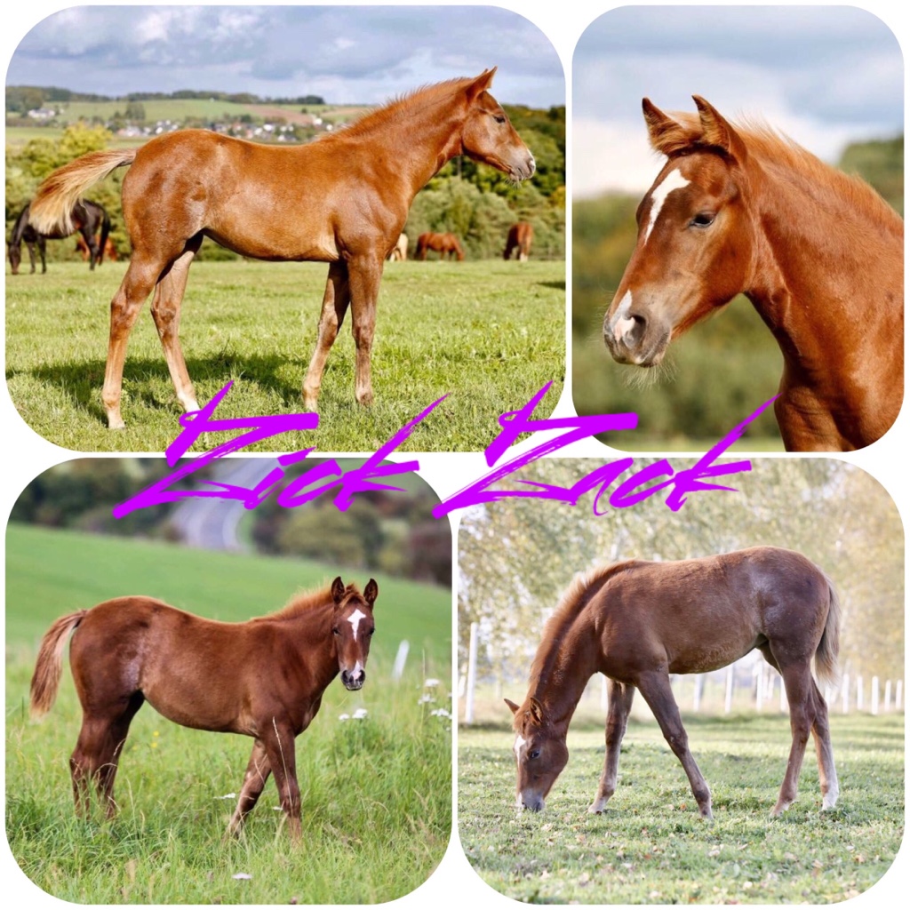 Der Markt für Westernpferde in Europa