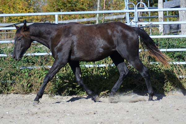 wittelsbuerger.com: Der Markt für Westernpferde in Europa