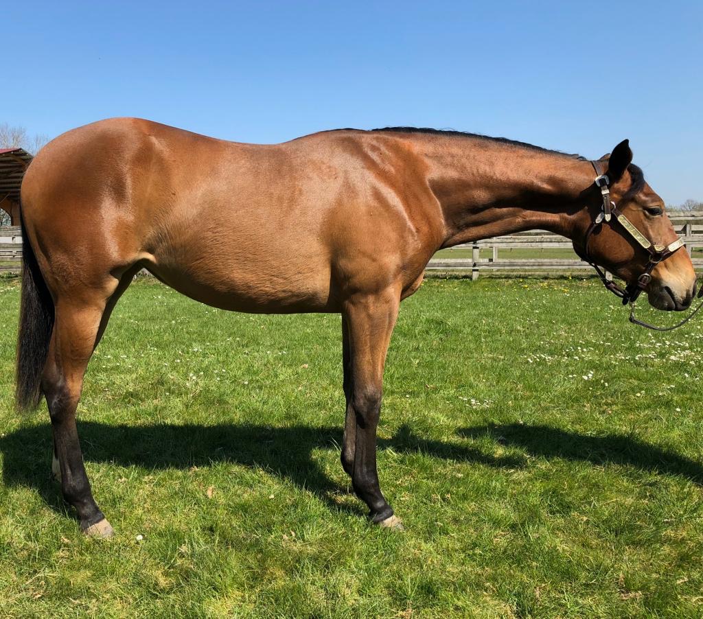 Der Markt für Westernpferde in Europa