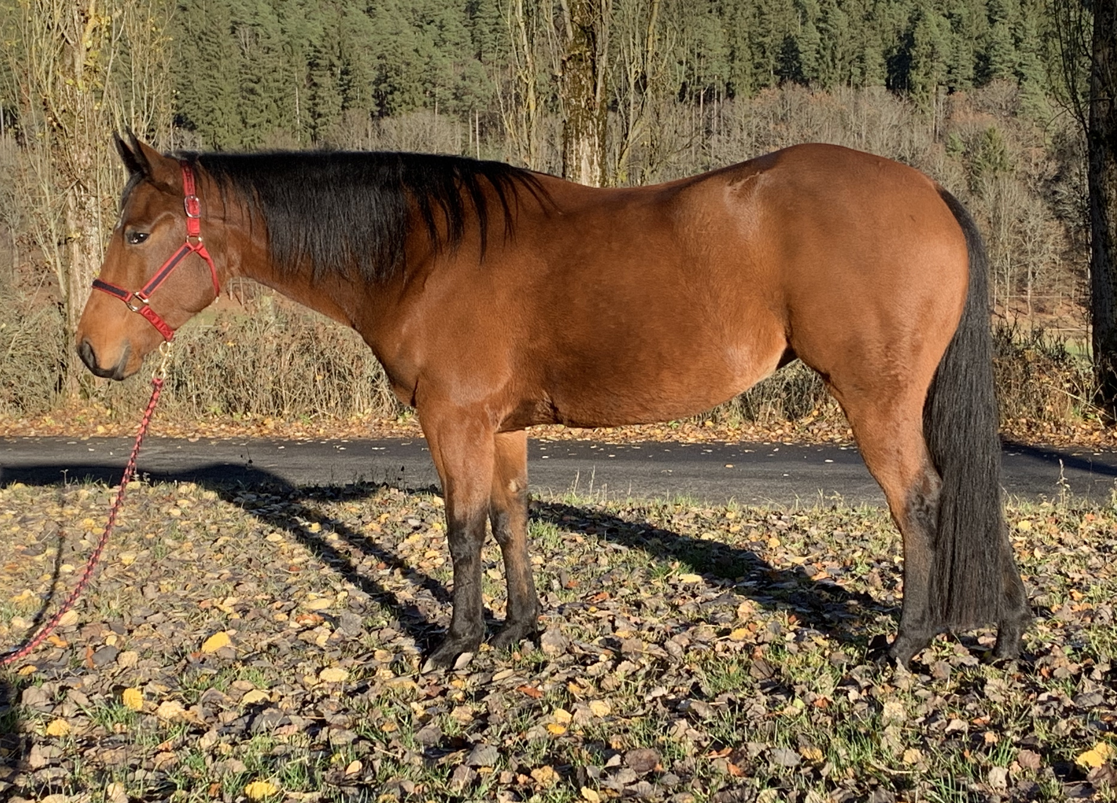 Der Markt für Westernpferde in Europa